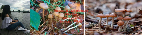 PSILOCYBIN Богданович